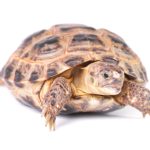 Russian Tortoise