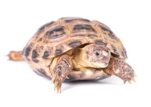 Russian Tortoise