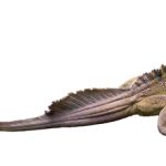 Sailfin Dragon