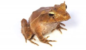 Solomon Island Leaf Frog