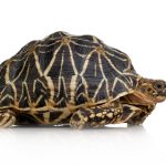 Star Tortoise