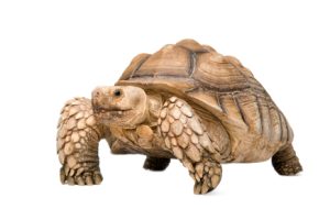 Sulcata Tortoise