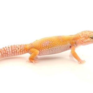 Sunglow Leopard Gecko