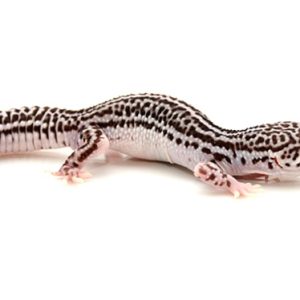 Super Snow Leopard Gecko