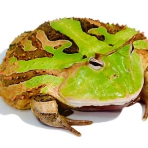 Surinam Horned Frog