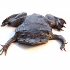 Surinam Toad