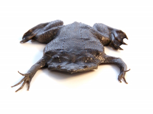Surinam Toad