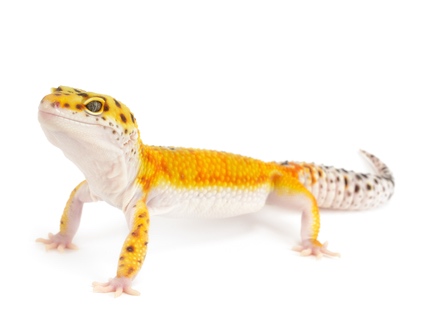 Tangerine Leopard Gecko