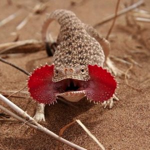 Toad Head Agama