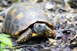 Yellow Foot Tortoise