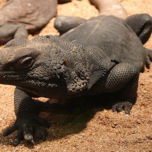 Chuckwalla