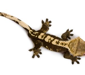 Crested Gecko