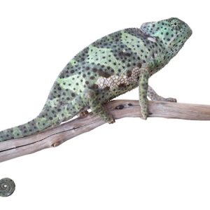 Flapneck Chameleon