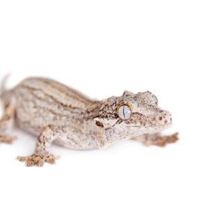 Gargoyle Gecko