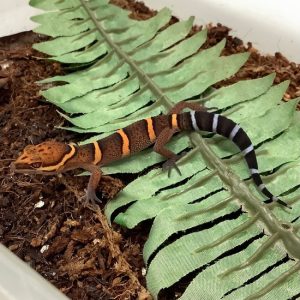 Chinese Cave Gecko