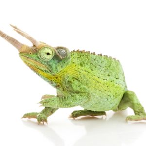 Jacksons Chameleon