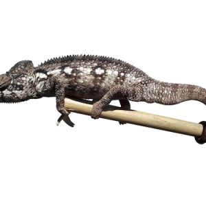 Oustalet's Chameleon