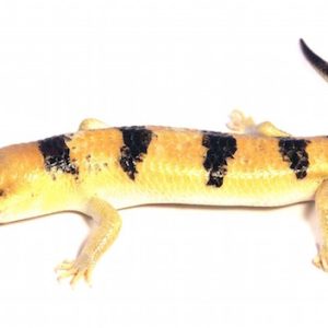 Peters Banded Skink