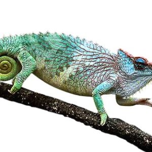 Pfeffers Chameleon