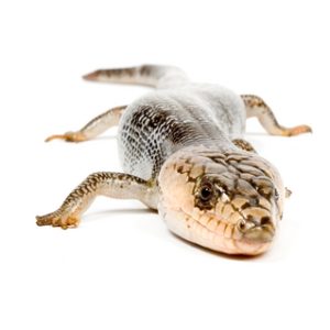 Pink Tongue Skink