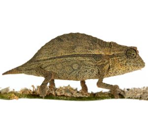 Pygmy Chameleon
