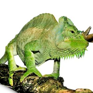 Four Horned Chameleon