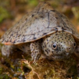 Razor Backed Musk Turtle