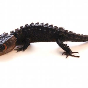 Red Eyed Crocodile Skink