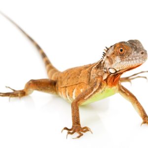 Red Iguana