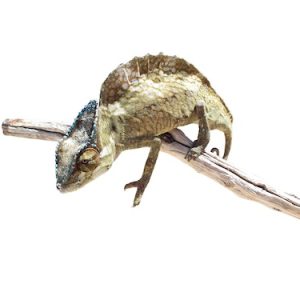 Sailfin Chameleon
