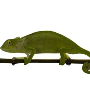 Senegal Chameleon