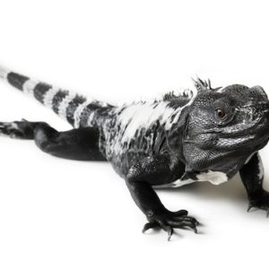 Spiny Tailed Iguana