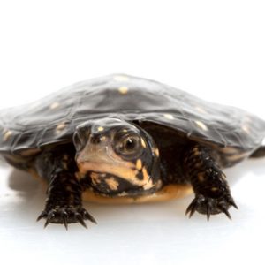 Spotted Turtle