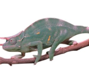 Three Horned Chameleon