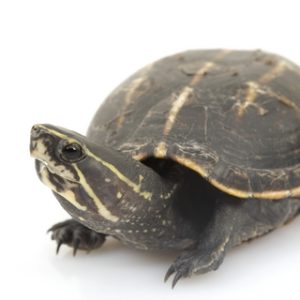 Three Striped Mud Turtle