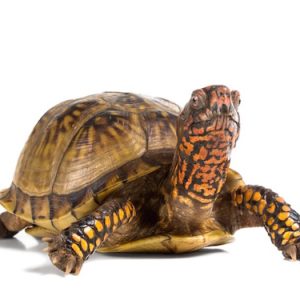 Three Toed Box Turtle