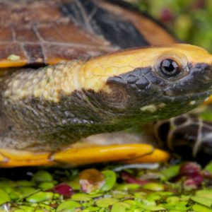 Twist Necked Turtle