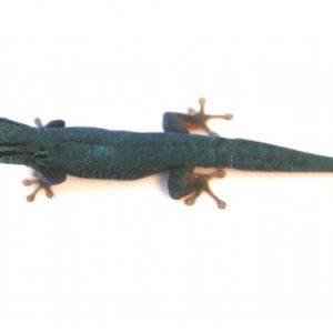 Williams Blue Cave Gecko