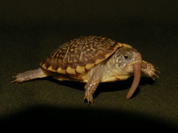 Desert Box Turtle