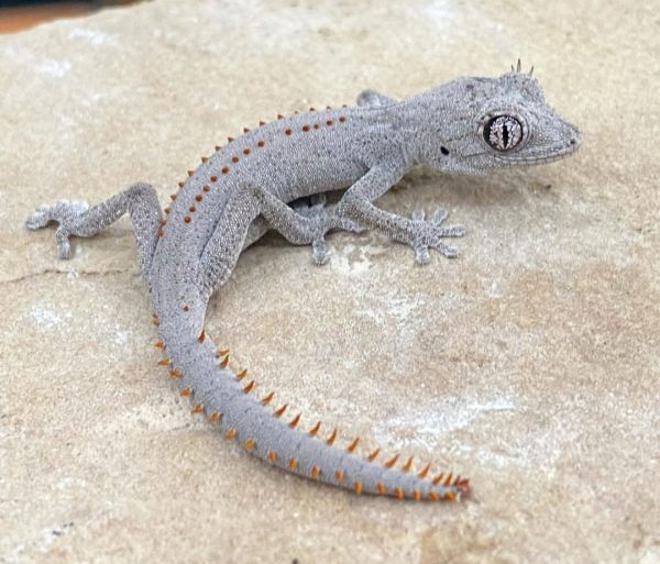 Strophurus krisalys