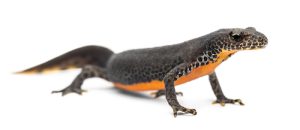 Alpine Newt