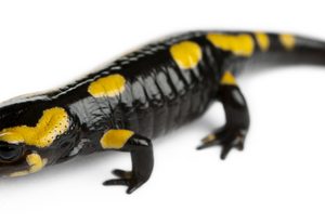 Fire Salamander