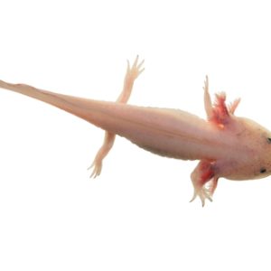 Leucistic Axolotl