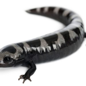 Marbled Salamander