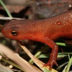 Red Eft
