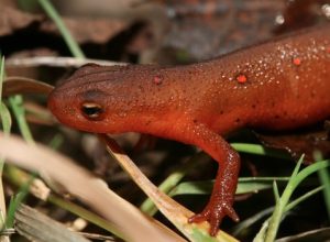 Red Eft