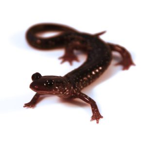 Slimy Salamander