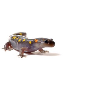 Spotted Salamander