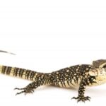 Water Monitor