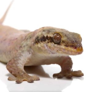Fish Scale Gecko